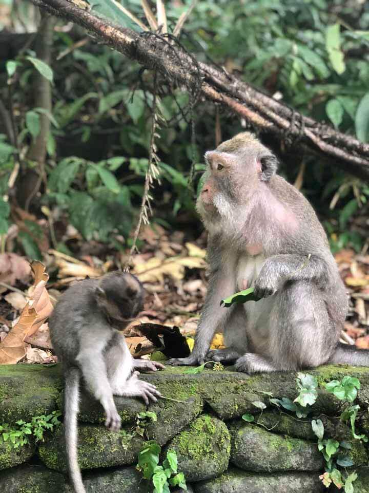 Monkey Forest em Ubud
