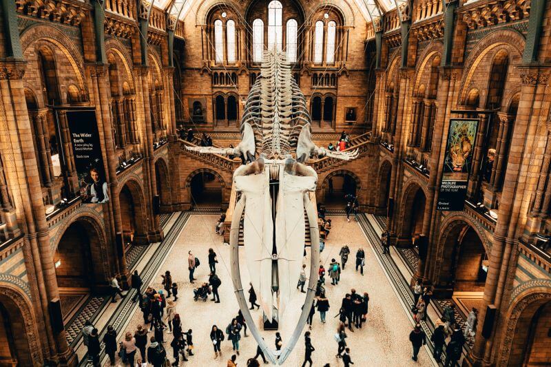 Ponto turístico de Londres: Museu de História Natural
