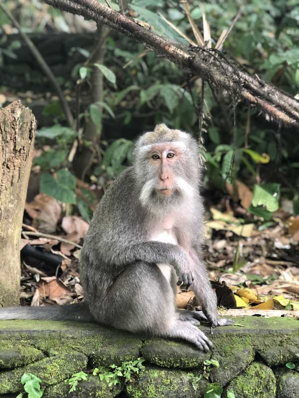 Macaco Caranguejeiro, muito comum na Ásia.